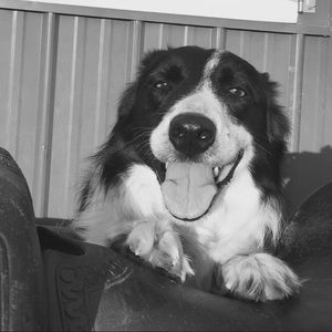 Meet your Posher, Sawyer